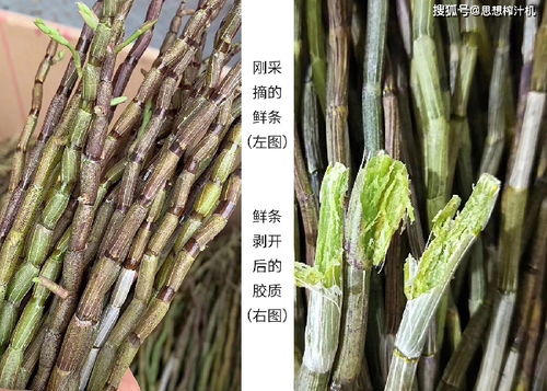 不让 八大仙草 藏在宫中,更不让农产品卖难,现代食品工艺能造福两端