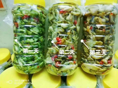 零投资高回报，携手贺州寿城，共筑地瓜产业新篇章