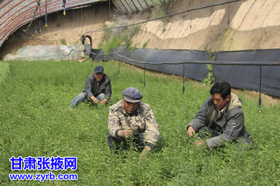 民乐县大力发展现代农业纪实 食用农产品初加工结硕果