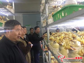河南省领导陪同外商考察世纪香食用菌，共促农产品初加工发展